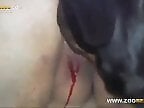 Animal porn and bestiality