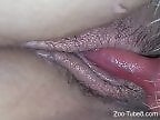 Zoo Zoo Sex Porn