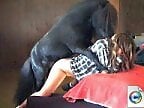 XXX Animal Porn
