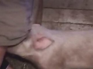 Zoo Movs