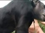 Zoo Porn