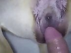 Zoo Porn
