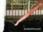 Animal porn and bestiality